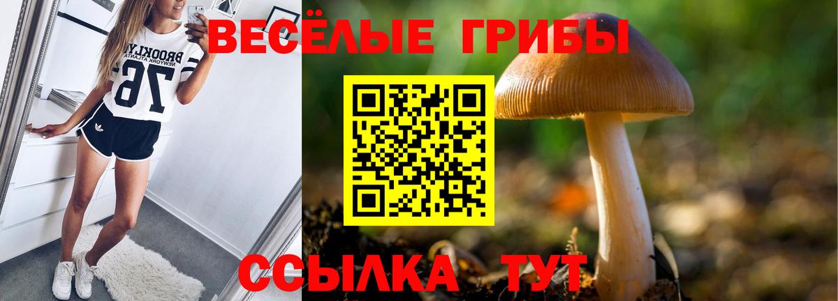 Псилоцибиновые грибы Psilocybe Тосно